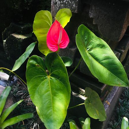 Tungeh Inn Ubud Exteriör bild